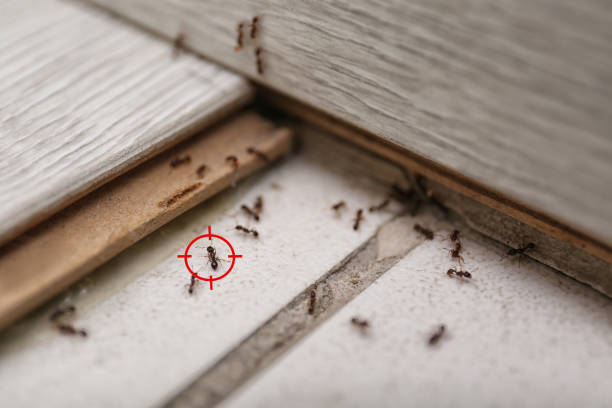 Best Local Pest Control Services  in Lakehurst, NJ