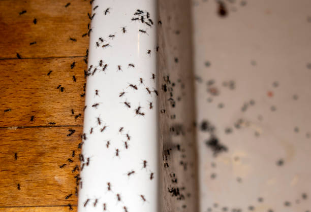 Best Cockroach Control Services  in Lakehurst, NJ