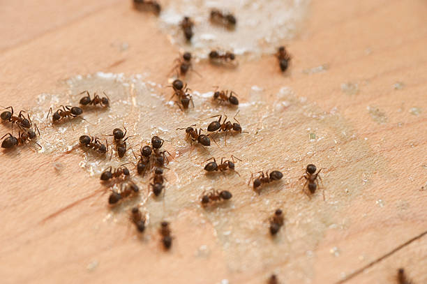 Best Pest Inspection Near Me  in Lakehurst, NJ